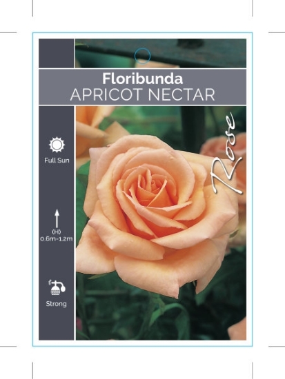 Picture of ROSE APRICOT NECTAR (FL)                                                                                                                              