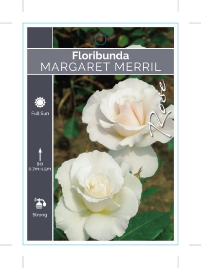 Picture of ROSE MARGARET MERRIL (FL)                                                                                                                             