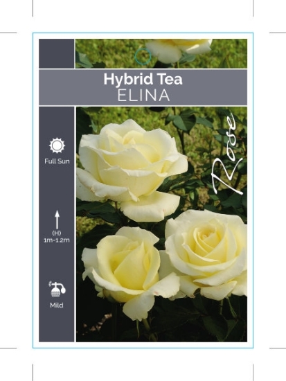 Picture of ROSE ELINA (HT)                                                                                                                                       
