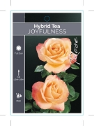 Picture of ROSE JOYFULNESS (HT)                                                                                                                                  