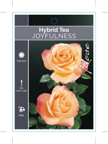 Picture of ROSE JOYFULNESS (HT)                                                                                                                                  