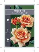 Picture of ROSE JULIAS ROSE (HT)                                                                                                                                 