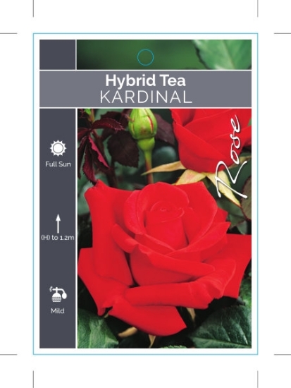 Picture of ROSE KARDINAL (HT)                                                                                                                                    