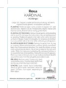 Picture of ROSE KARDINAL (HT)                                                                                                                                    