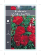 Picture of ROSE LA SEVILLANA (FL)                                                                                                                                