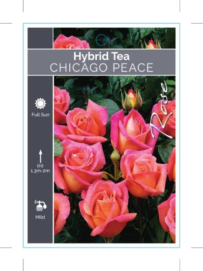 Picture of ROSE CHICAGO PEACE (HT)                                                                                                                               