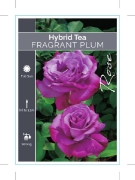 Picture of ROSE FRAGRANT PLUM (HT)                                                                                                                               
