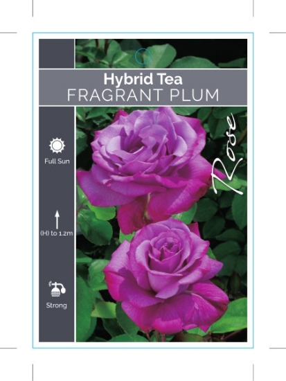 Picture of ROSE FRAGRANT PLUM (HT)                                                                                                                               