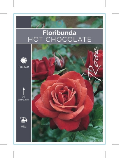 Picture of ROSE HOT CHOCOLATE (FL)                                                                                                                               