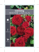 Picture of ROSE MISTER LINCOLN CLIMBING                                                                                                                          