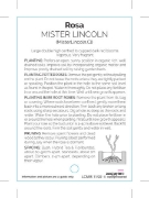 Picture of ROSE MISTER LINCOLN CLIMBING                                                                                                                          