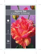 Picture of ROSE CANDY STRIPE (HT)                                                                                                                                