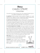 Picture of ROSE CANDY STRIPE (HT)                                                                                                                                