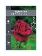Picture of ROSE BLACK VELVET (HT)                                                                                                                                