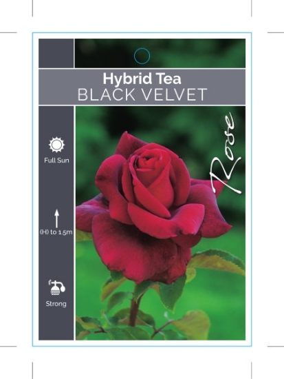 Picture of ROSE BLACK VELVET (HT)                                                                                                                                