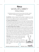 Picture of ROSE WOBURN ABBEY (FL)                                                                                                                                