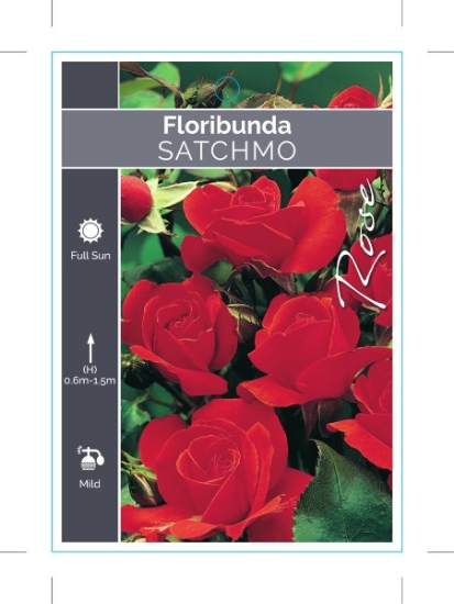 Picture of ROSE SATCHMO (FL)                                                                                                                                     
