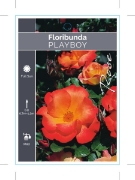 Picture of **ROSE PLAYBOY (FL)                                                                                                                                   