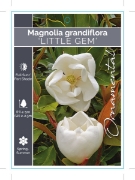 Picture of MAGNOLIA LITTLE GEM Jumbo Tag                                                                                                                         