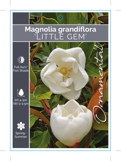 Picture of MAGNOLIA LITTLE GEM Jumbo Tag                                                                                                                         
