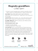 Picture of MAGNOLIA LITTLE GEM Jumbo Tag                                                                                                                         