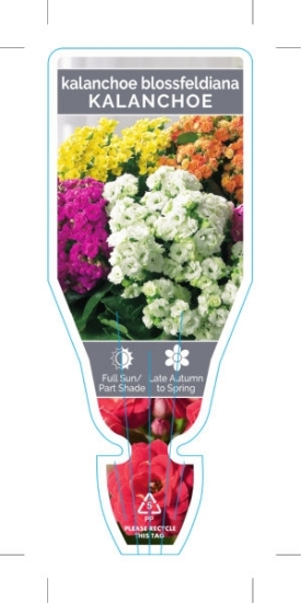 Picture of SUCCULENT KALANCHOE BLOSSFELDIANA                                                                                                                     