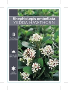 Picture of RHAPHIOLEPIS UMBELLATA YEDDA HAWTHORN                                                                                                                 