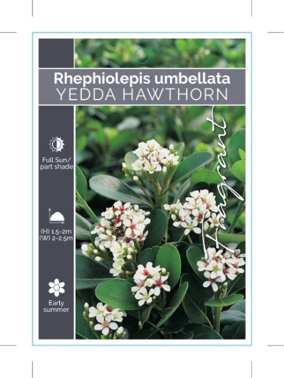 Picture of RHAPHIOLEPIS UMBELLATA YEDDA HAWTHORN                                                                                                                 