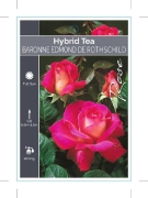 Picture of ROSE BARONNE EDMOND DE ROTHSCHILD (HT)                                                                                                                