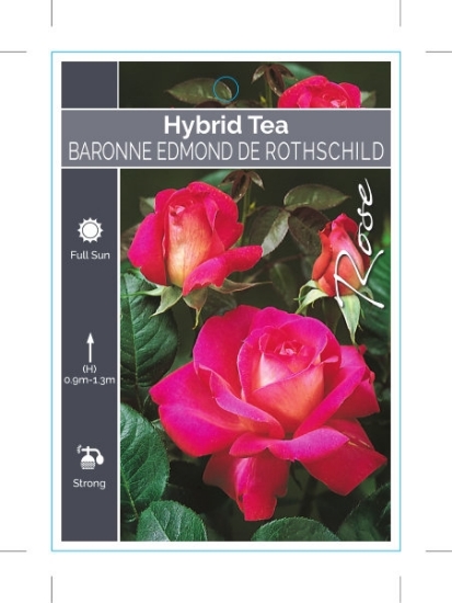 Picture of ROSE BARONNE EDMOND DE ROTHSCHILD (HT)                                                                                                                