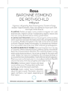Picture of ROSE BARONNE EDMOND DE ROTHSCHILD (HT)                                                                                                                
