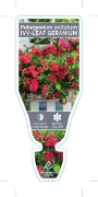 Picture of GERANIUM IVY-LEAF (Pelargonium peltatum)                                                                                                              