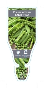 Picture of VEGETABLE PEA SNAP (Pisum sativum)                                                                                                                    