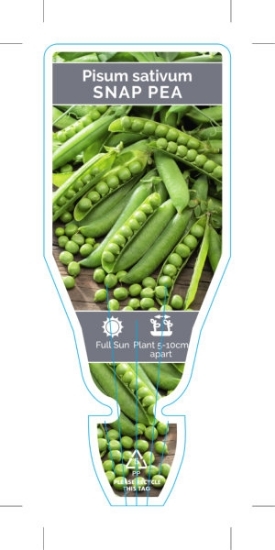Picture of VEGETABLE PEA SNAP (Pisum sativum)                                                                                                                    
