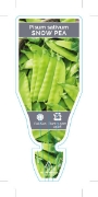 Picture of VEGETABLE PEA SNOW (Pisum sativum)                                                                                                                    