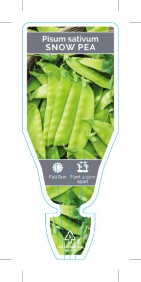 Picture of VEGETABLE PEA SNOW (Pisum sativum)                                                                                                                    
