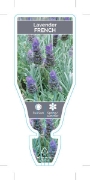 Picture of LAVANDULA DENTATA FRENCH LAVENDER                                                                                                                     