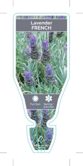 Picture of LAVANDULA DENTATA FRENCH LAVENDER                                                                                                                     