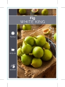 Picture of FRUIT FIG WHITE KING (SYN. DESERT KING)                                                                                                               