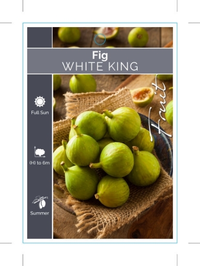 Picture of FRUIT FIG WHITE KING (SYN. DESERT KING)                                                                                                               