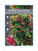 Picture of DISTICTIS BUCCINATORIA MEXICAN BLOOD FLOWER                                                                                                           