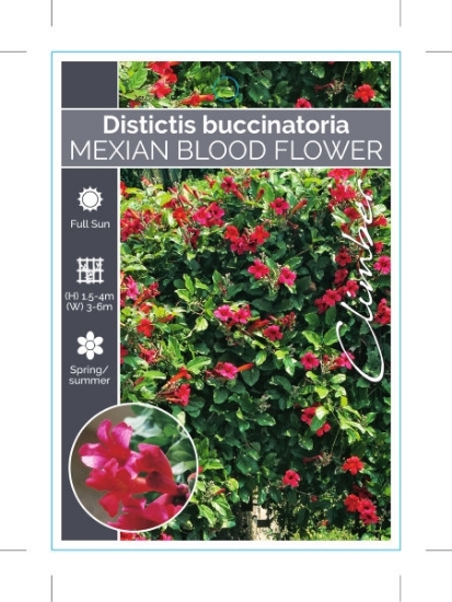 Picture of DISTICTIS BUCCINATORIA MEXICAN BLOOD FLOWER                                                                                                           