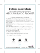 Picture of DISTICTIS BUCCINATORIA MEXICAN BLOOD FLOWER                                                                                                           