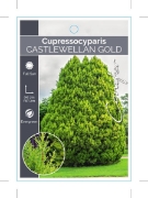 Picture of CONIFER CUPRESSOCYPARIS LEYLANDII CASTLEWELLAN GOLD                                                                                                   