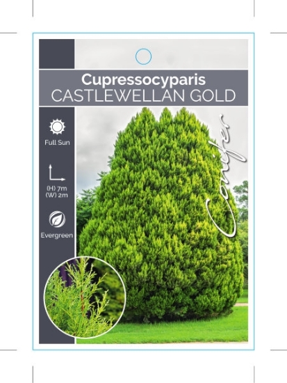 Picture of CONIFER CUPRESSOCYPARIS LEYLANDII CASTLEWELLAN GOLD                                                                                                   