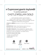 Picture of CONIFER CUPRESSOCYPARIS LEYLANDII CASTLEWELLAN GOLD                                                                                                   
