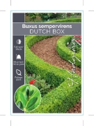 Picture of BUXUS SEMPERVIRENS SUFFRUTICOSA DUTCH BOX (Hedging)                                                                                                   