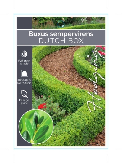 Picture of BUXUS SEMPERVIRENS SUFFRUTICOSA DUTCH BOX (Hedging)                                                                                                   