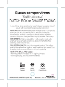 Picture of BUXUS SEMPERVIRENS SUFFRUTICOSA DUTCH BOX (Hedging)                                                                                                   