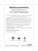 Picture of BANKSIA PRAEMORSA WINE RED FORM CUT LEAF BANKSIA                                                                                                      